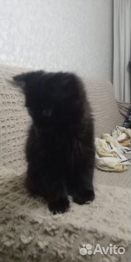 Отдам, продам котят