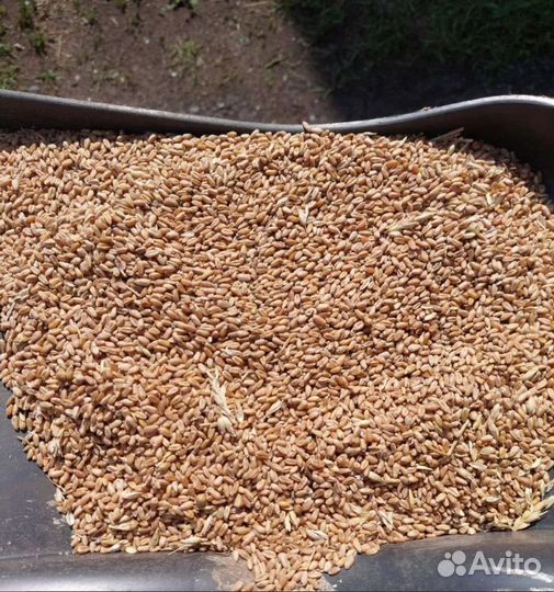 Кормовая пшеница, Просо на корм/посев