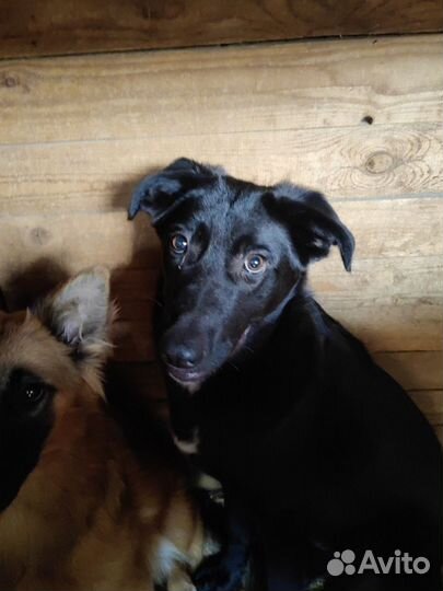 Собака подросток выживает в приюте, бесплатно