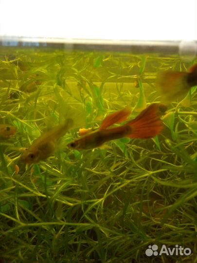 Рыбки гуппи