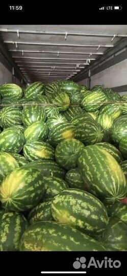 Арбуз оптом
