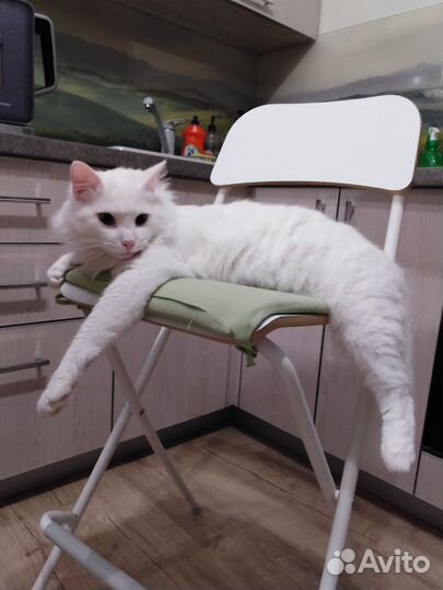 Отдам кота в добрые руки