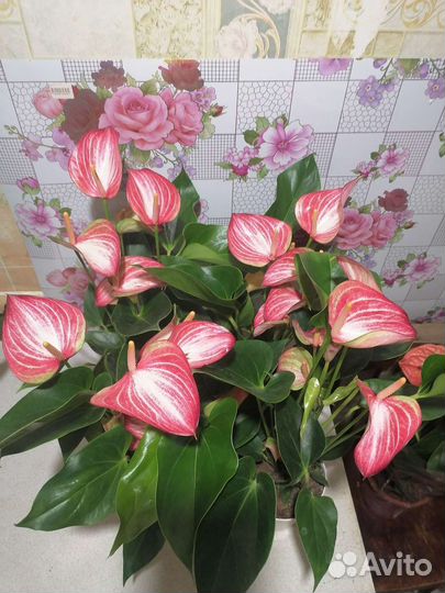 Комнатные цветы антуриум