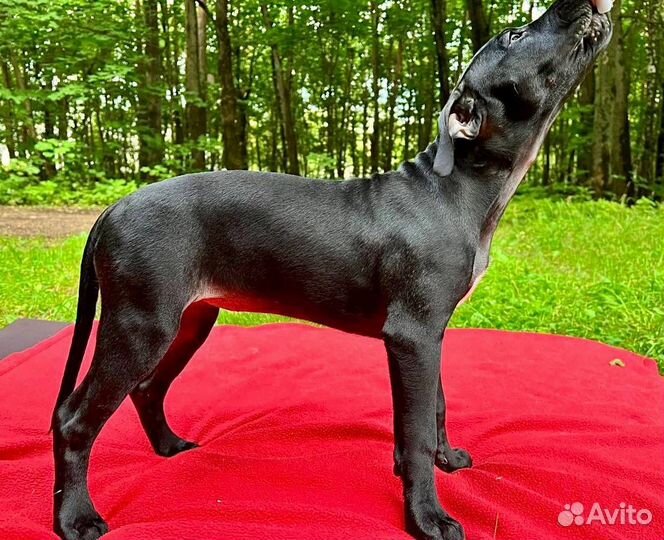 Американский питбультерьер щенки