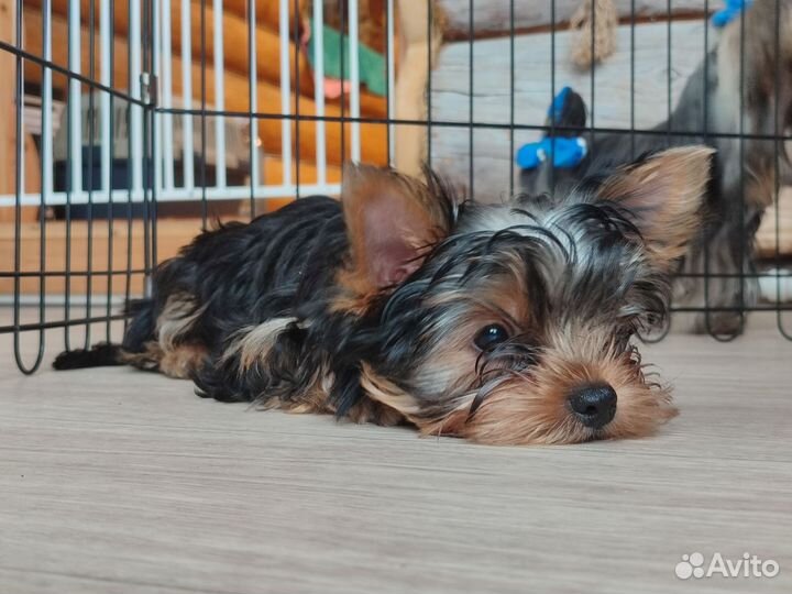 Йоркширский терьер