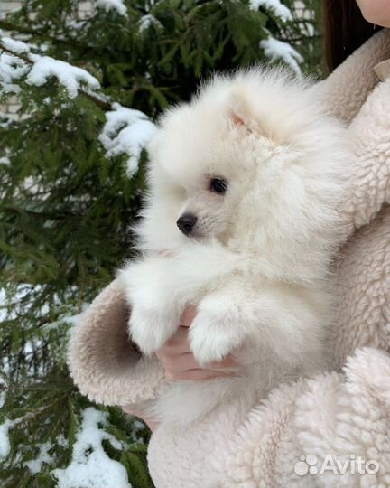 Щенки японского шпица