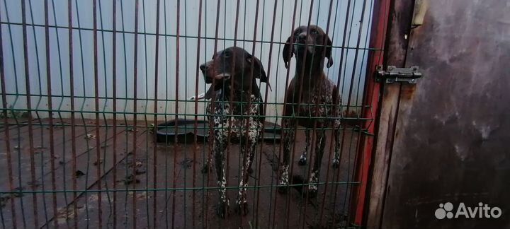 Отдам курцхааров