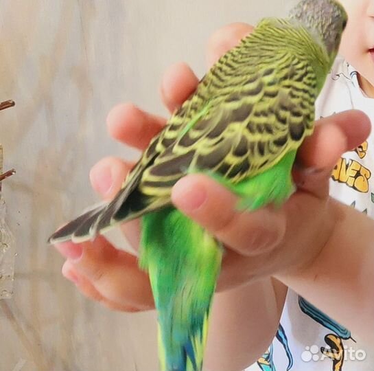 Птенец,волнистый попугай ручные