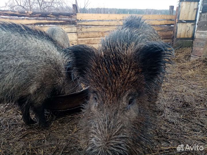 Дикий кабаны