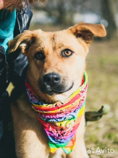 Собака в добрые руки отдам бесплатно