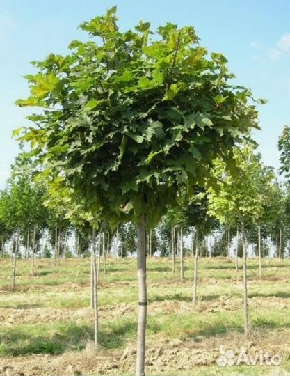 Клен саженцы, крупномеры