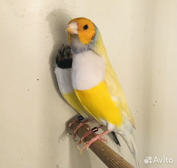 Амадина гульда