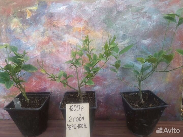 Лимон Мейер. Цитрусовые саженцы в Анапе