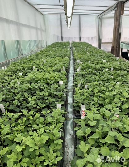 Хризантемы мультифлора