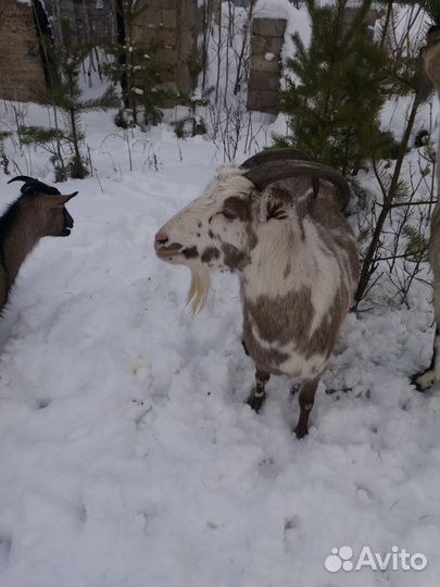 Дойные козы