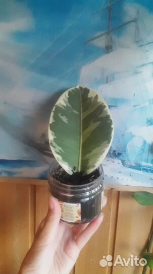 Фикус эластика тинеке