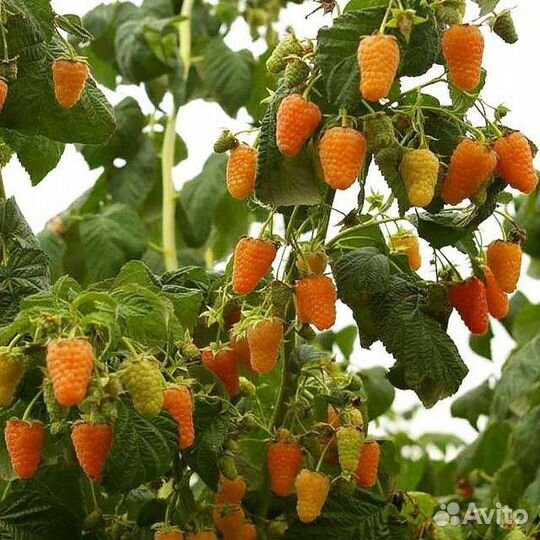 Саженцы малины и ежевики