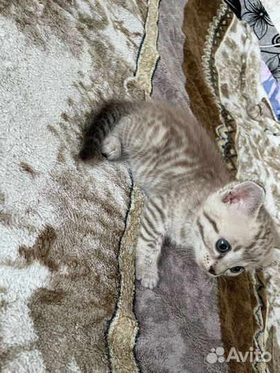 Бенгальские котята