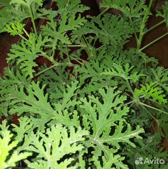 Пеларгония душистая (лимон)