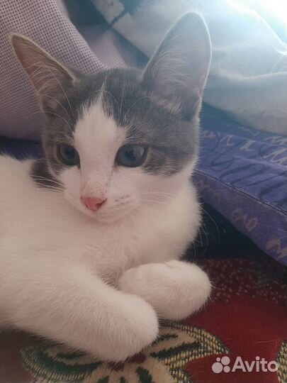 Молодой котик