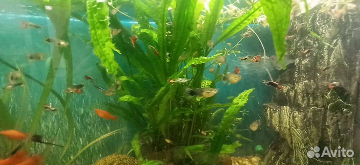 Гуппи драконовый