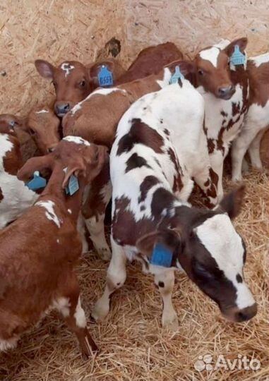 Отборные телята, бычки