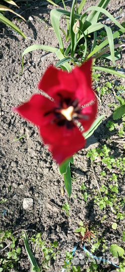 Облепиха. Луковица тюльпана. Б у банки. Калерия