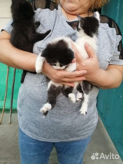 Отдам котят в хорошие руки