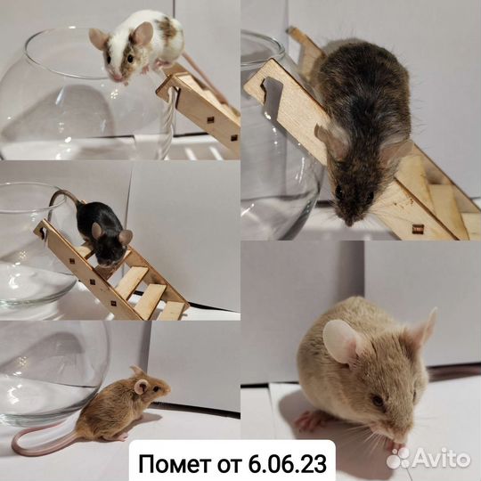 Декоративные мыши