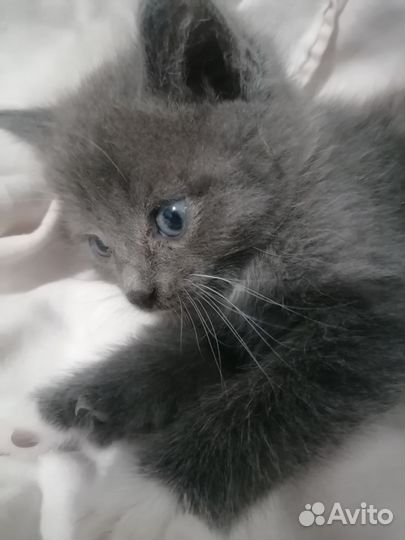 Отдам бесплатно