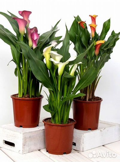 Каллы комнатные