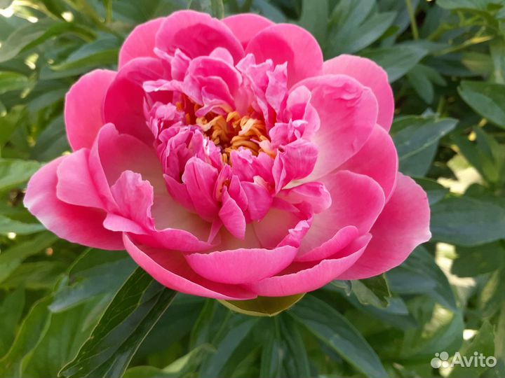 Пионы сортовые