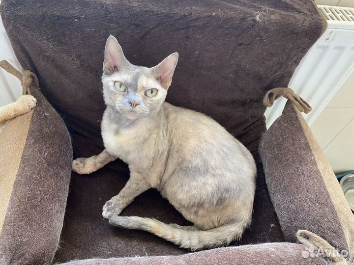 Девон-рекс кошечки в добрые руки