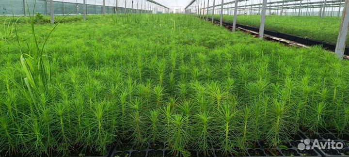 Сеянцы сосны зкс оптом