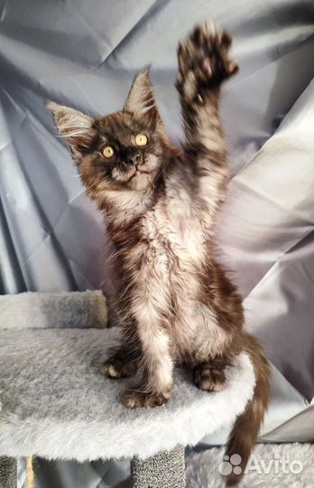 Котята мейн-кун