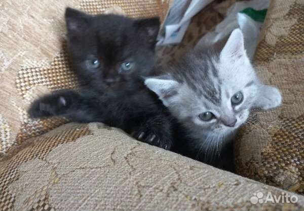 Шотландские котята