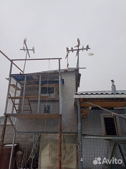 Ижевские голуби, пермяки желтые-4шт, красные-2шт