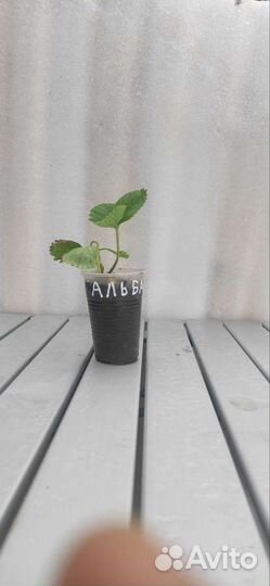 Рассада клубники