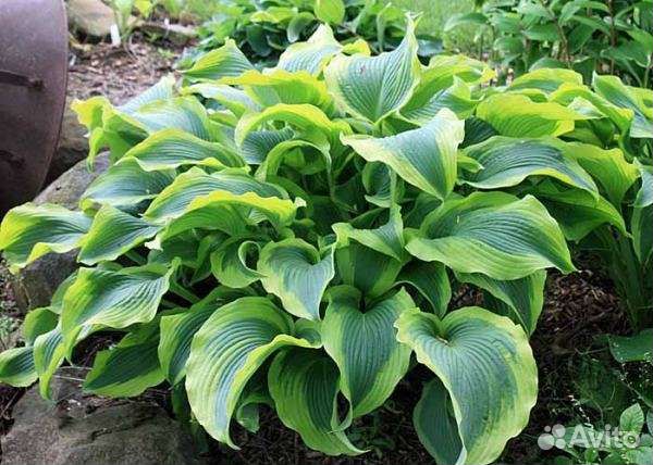 Хоста Atlantis