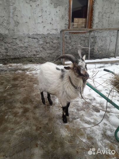 Камерунский козел