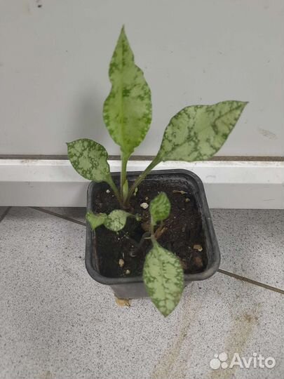 Медуница распберри сплэш