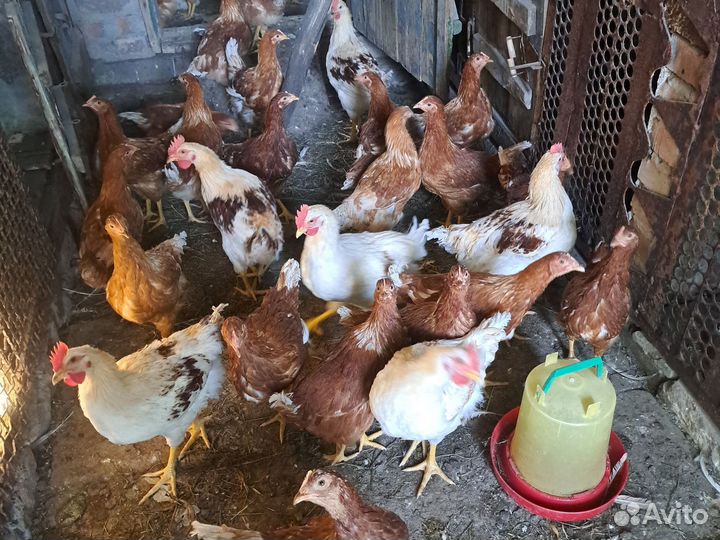 Молодые петушки