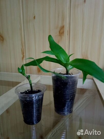 Золотой ус, Спатифиллум