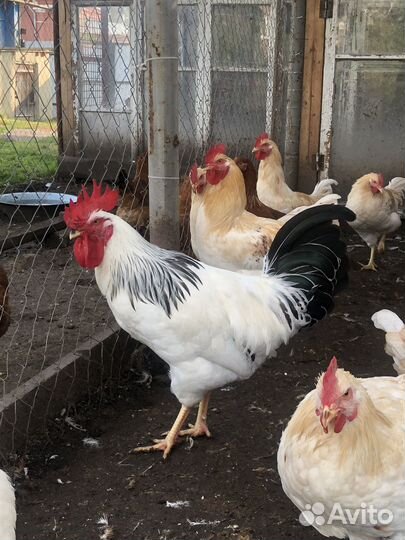 Куры несушки и молодые петушки