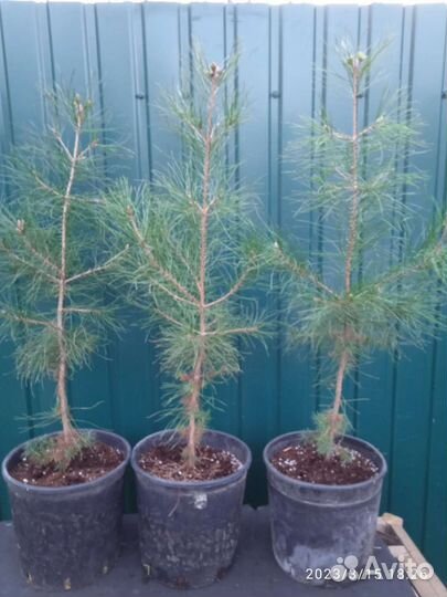 Сосна Станкевича, Судакская