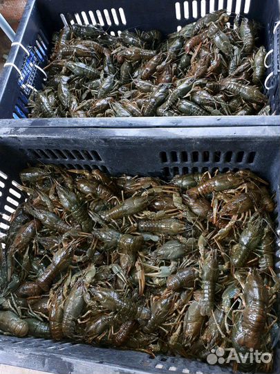 Раки с Волги. Сотрудничество с рыбаками