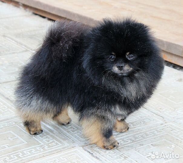 Взрослый померанец