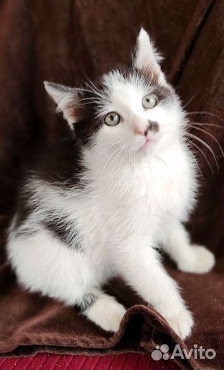 Котёнок Ксюша откликается на имя