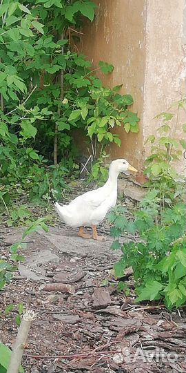 Утята подрощенные и молодые петушки