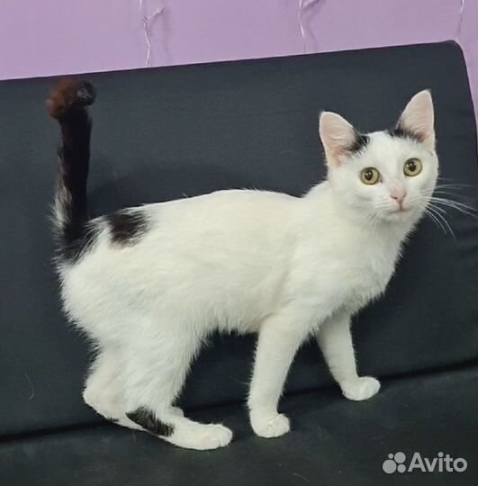 Кошка